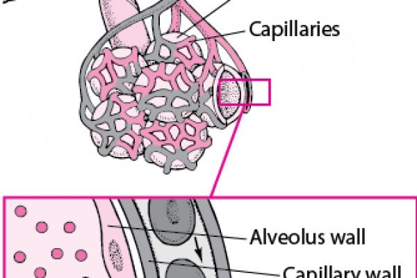 Ссылка на бс blacksprut wiki