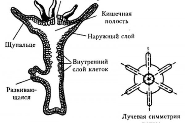 Рабочая ссылка на blacksprut 1blacksprut me