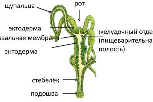 Black sprut актуальные