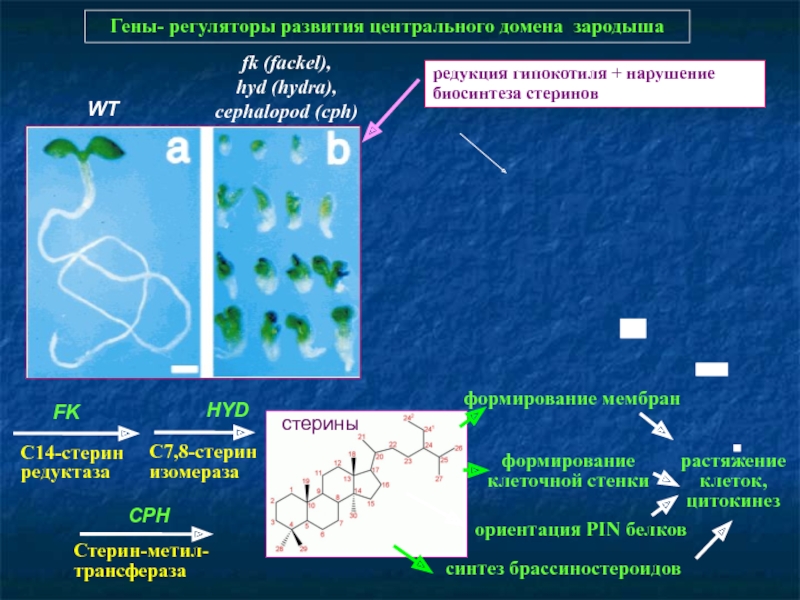 Не работает сайт blacksprut